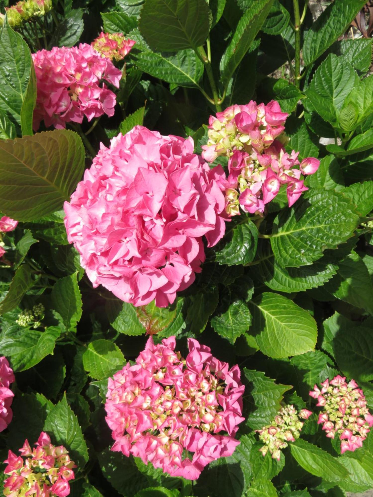 Le Jardin A Mordreuc Bed and Breakfast Pleudihen-sur-Rance Buitenkant foto