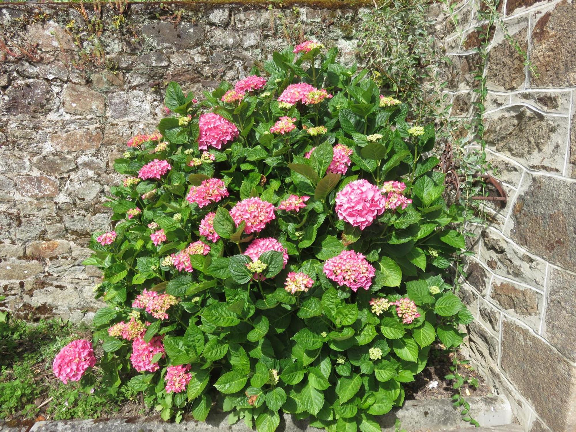 Le Jardin A Mordreuc Bed and Breakfast Pleudihen-sur-Rance Buitenkant foto